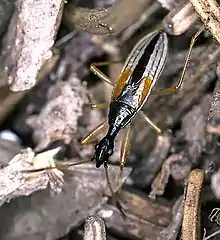 Long-necked Seed Bug (Myodocha serripes)