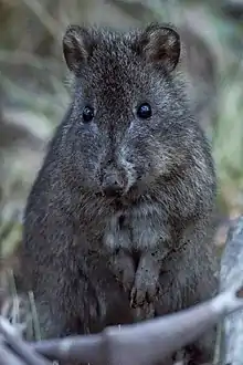 Brown potoroo