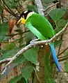 Long-tailed Broadbill