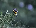 Female at 10000 ft. in Kullu - Manali District of Himachal Pradesh, India