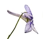 V. rostrata can be distinguished from other Viola by its long spur