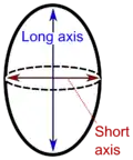 Spheroid or near-spheroid organs such as testes may be measured by "long" and "short" axis.