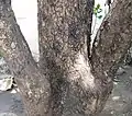 Longan tree lower trunk