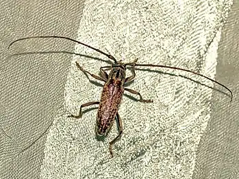 Longhorn beetle with antennae (Parelaphidion aspersum)