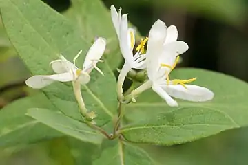 White flowers