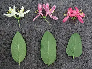 Comparison between (left to right) L. morrowii, one form of L. × bella, and L. tatarica