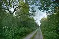 Forest road on Saaremaa