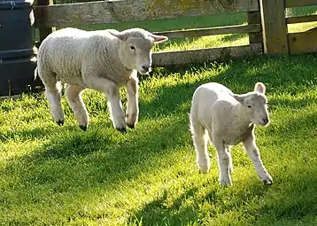 A lamb stotting