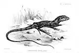1883 illustration by Joseph Smit. The species was classified at that time as Lophognathus maculilabris