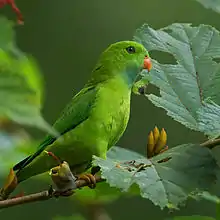 Green parrot with darker wings and orange beak