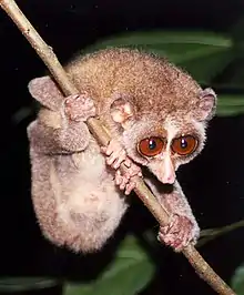 Brown loris