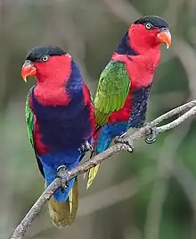 A red parrot with a black forehead, a purple belly, a blue underside-of-the-tail, a yellow tail, and green wings