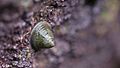 Shield limpet (Lottia pelta) found in central and south SF bay