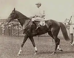 Lough Neagh returning to scale at Randwick Racecourse.