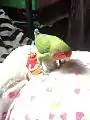 Lovebird playing with toy