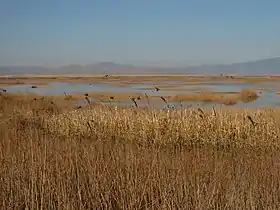 Freshwater marsh in the Lower Klamath NWR