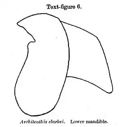 #107 (14/1/1933)Lower beak of the Scarborough specimen; the upper beak was not well preserved (Robson, 1933:687, text-fig. 6)