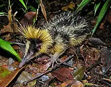 Lowland streaked tenrec, Hemicentetes semispinosus, erects spines on head and body when threatened.