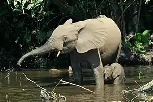 Adult and young elephants