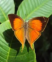 Dorsal view