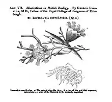 Illustration of "Craterolophus convolvulus", formerly called "Lucernaria convulvus"