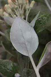 Leaf bottom