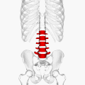 Same as the left. Bones around the lumbar vertebrae are shown as semi-transparent.