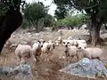 Sheep near Lun