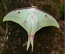 Indian moon moth