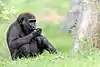 Young gorilla having lunch