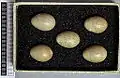 Eggs, Collection Museum Wiesbaden, Germany