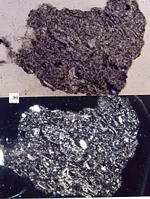 Granular volcanic lithic fragment, scale in millimeters  Top picture in plane-polarized light, bottom picture in cross-polarized light.