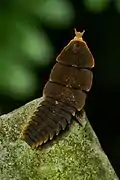 A lycid larva or larviform female