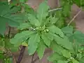 Leaves and buds