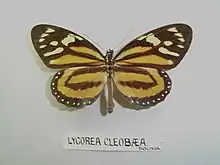 L. h. cleobaea