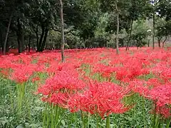Lycoris radiata is an important cultural icon in Japan