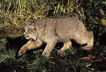 A Canada lynx stalking prey in vegetation cover