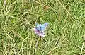 Butterfly on Rodborough Common