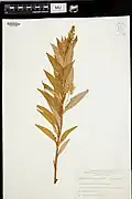 Specimen of Lysimachia commixta collected by Gravel and Tessier in Quebec in 1969