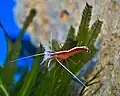 A Pacific cleaner shrimp (Lysmata amboinensis) on top of a C. taxifolia specimen within a marine aquarium