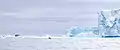 MS World Explorer at A-68A (with spyhopping humpback whale) in the Weddell Sea, 10 March 2020