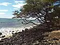 Maalaea "Coral Gardens" near Pali tunnel