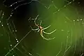 Mabel orchard spider, L. mabelae, Jamaica