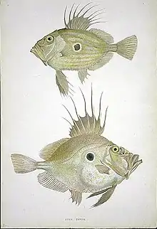The John Dory is so thin it can hardly be seen from the front. The large eyespot on the side of its body confuses its prey.