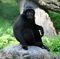 A juvenile Sulawesi crested macaque at the Buffalo Zoo.