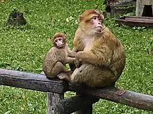 Brown monkey and baby