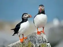 Bird: Atlantic puffin