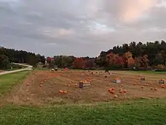 Pumpkin field