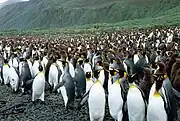 Large rookery of king penguins, both adult and young, on a pebbled beach, with grassy hills in background