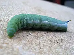 Larva of same, Hampshire, UK, while on prepupational walkabout